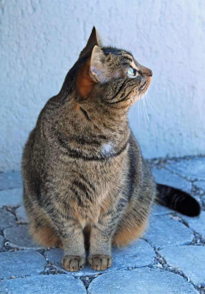 Katze