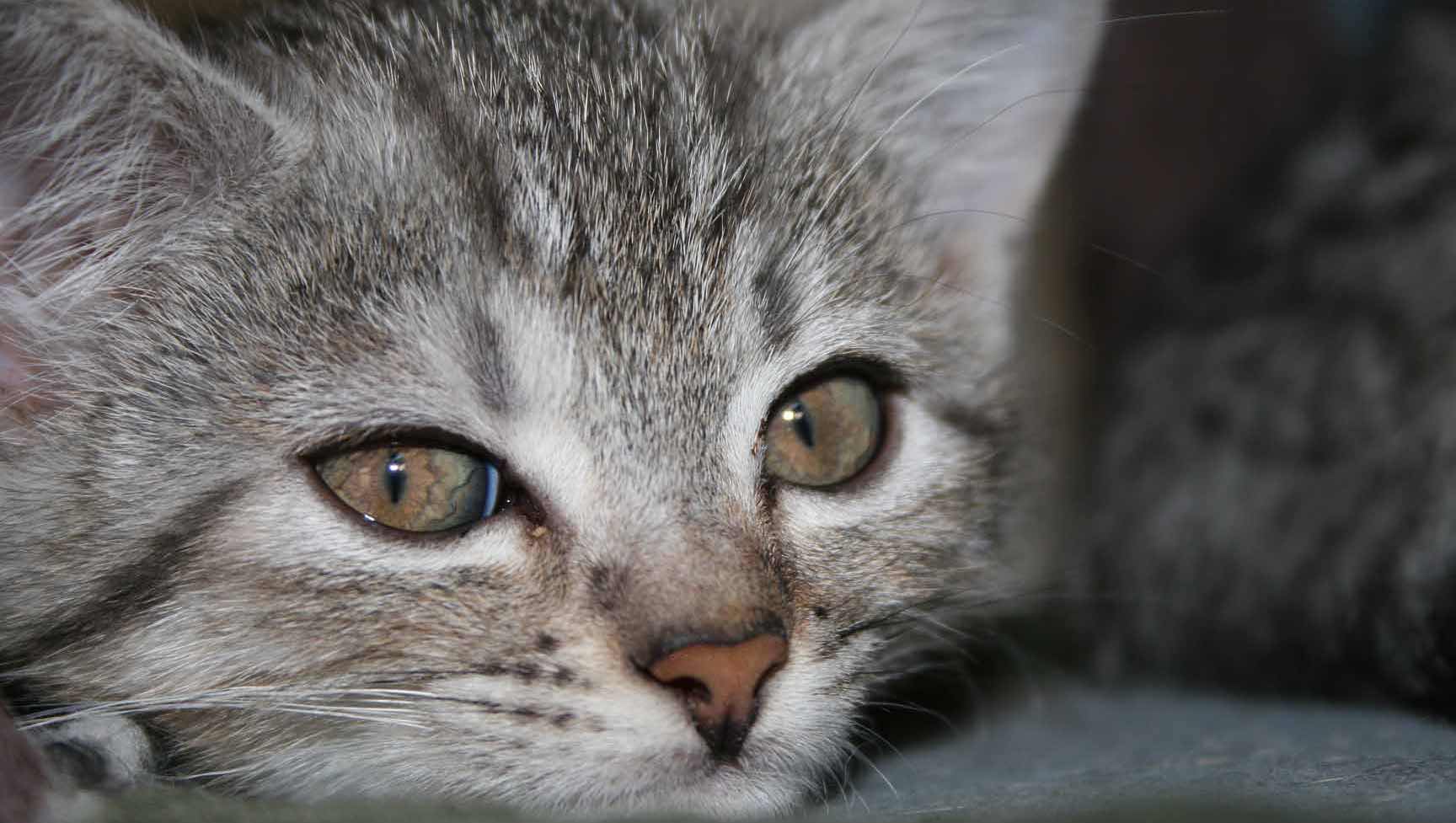 Katze