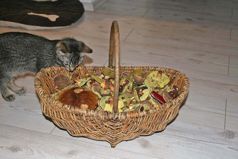 Katze
