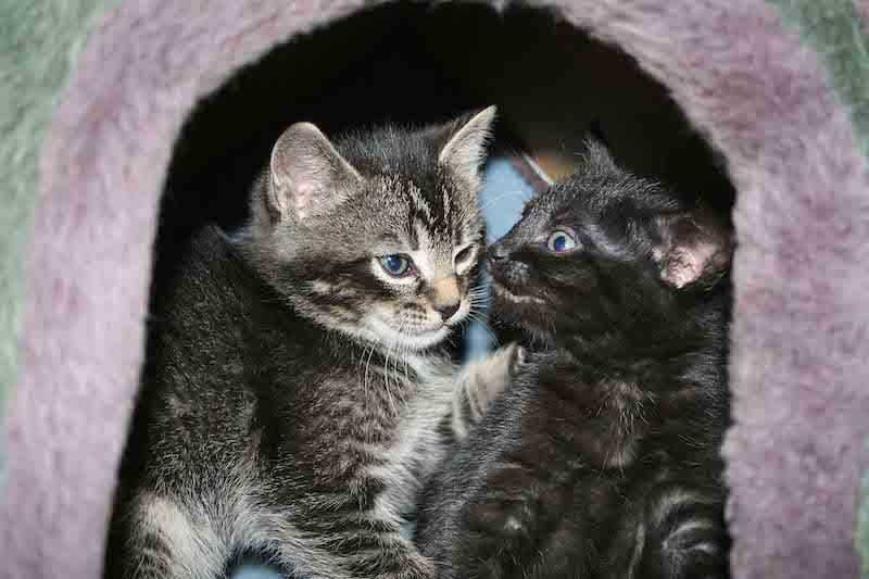 Katze