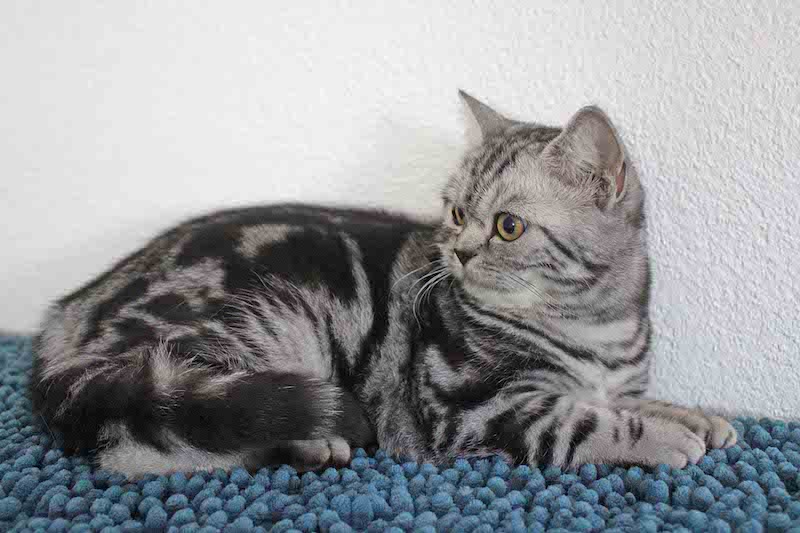 Katze